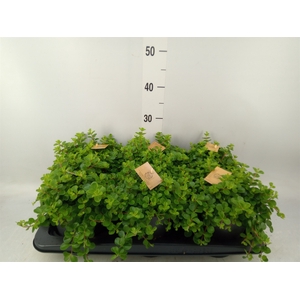 Peperomia rotundifolia