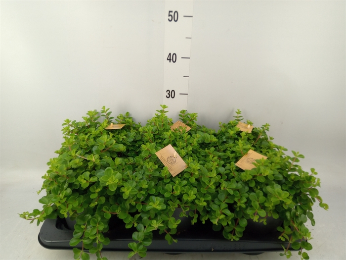 <h4>Peperomia rotundifolia</h4>