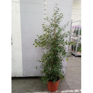 Ficus deltoidea