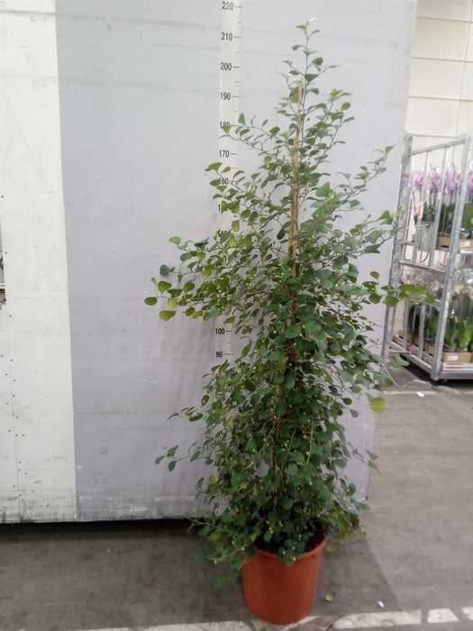 <h4>Ficus deltoidea</h4>