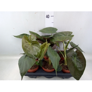 Alocasia wentii