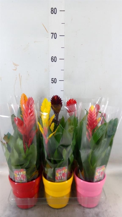 <h4>Vriesea   ...mix 6</h4>