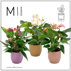 Anthurium Andreanum Grp gemengd