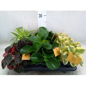 Planten  ..mix