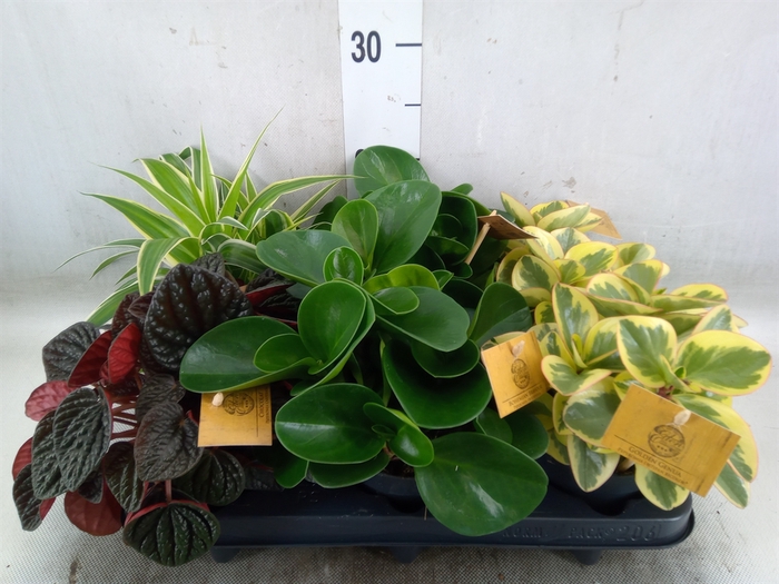 <h4>Planten  ..mix</h4>