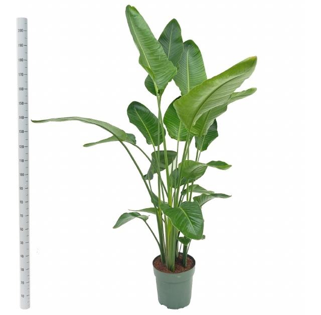 <h4>STRELITZIA NICOLAI</h4>