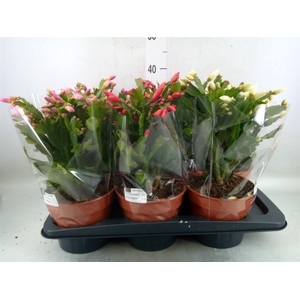 Schlumbergera   ...