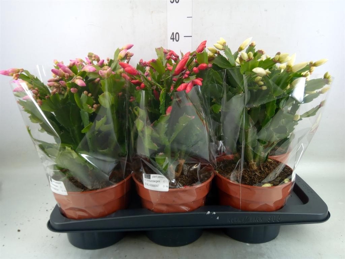 <h4>Schlumbergera   ...</h4>
