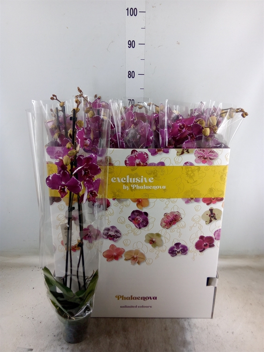 <h4>Phalaenopsis   ...red</h4>