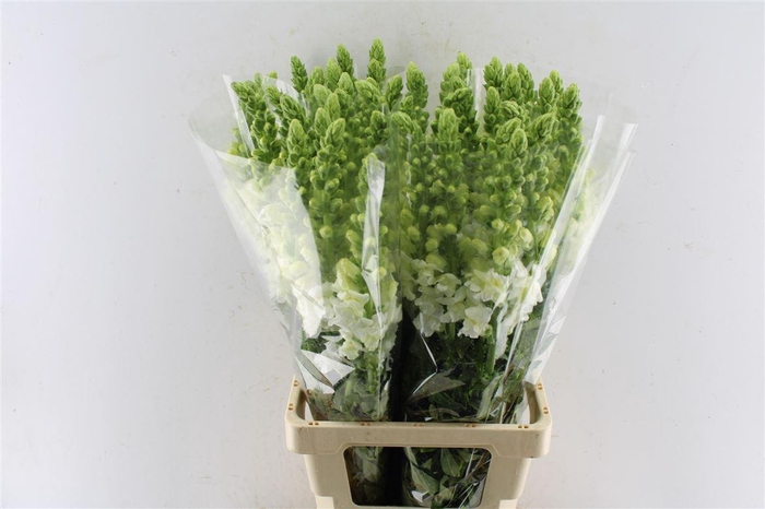 <h4>Antirrhinum Avignon White Imperial</h4>