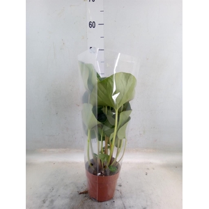 Farfugium japon. 'Wavy Gravy'