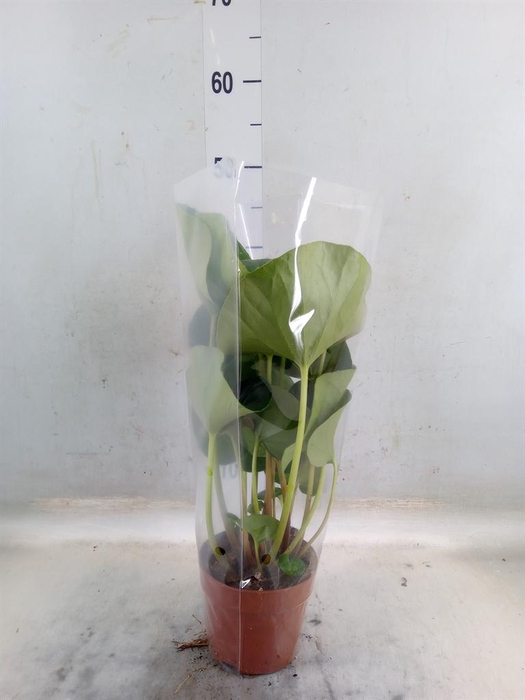 <h4>Farfugium japon. 'Wavy Gravy'</h4>