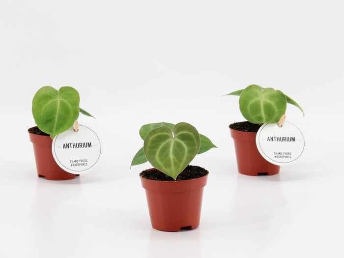 <h4>Anthurium Clarinervium</h4>
