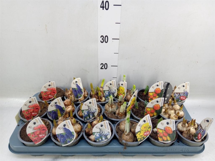 <h4>Bolbloemen   ...mix</h4>