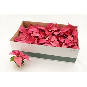 POINSETTIA MINI PINK P6