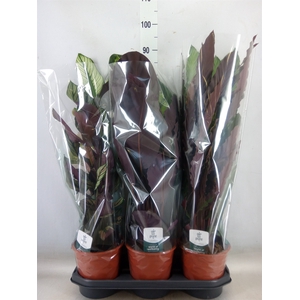 Calathea   ...mix