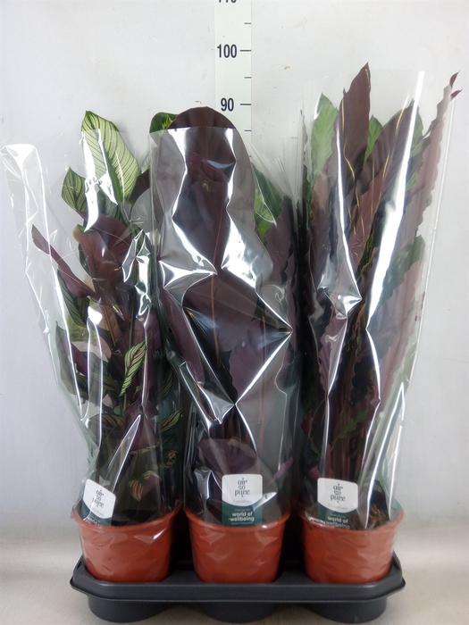 <h4>Calathea   ...mix</h4>