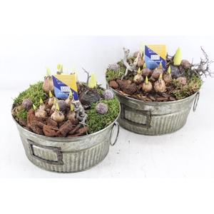 arr4 Bollenmix MB - Zink green 285/4