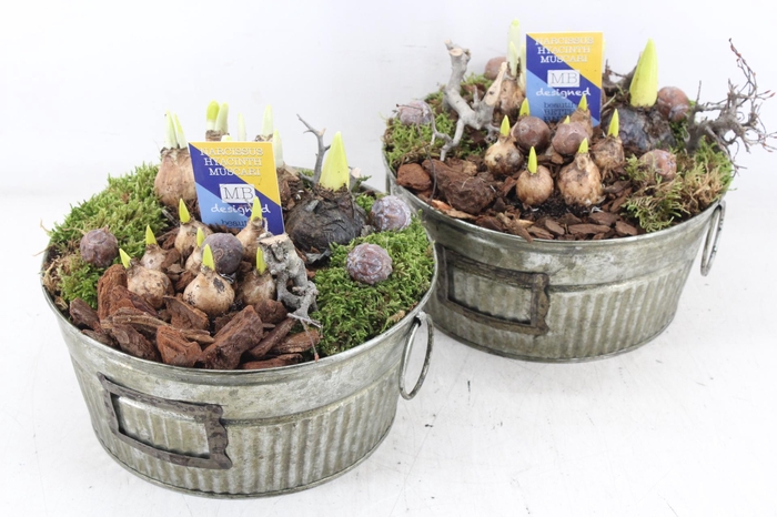 <h4>arr4 Bollenmix MB - Zink green 285/4</h4>