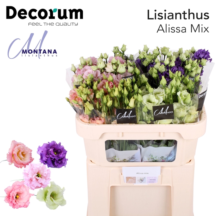 Lisianthus Alissa mix 70cm