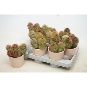 MAMM BACKEB ERNESTII