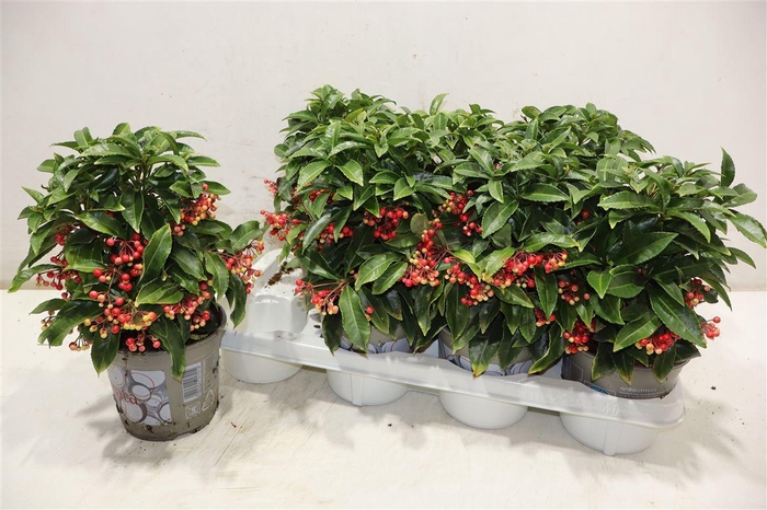 <h4>Ardis Crenata</h4>