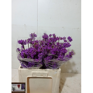 Callicarpa Bod Profu