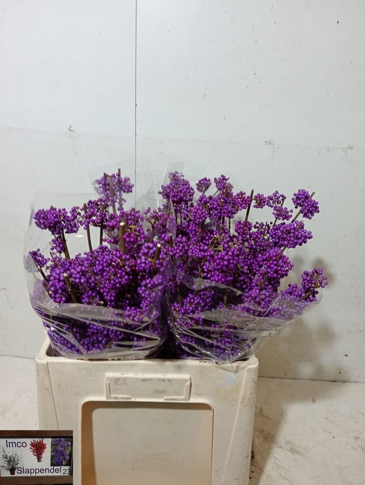 <h4>Callicarpa Bod Profu</h4>