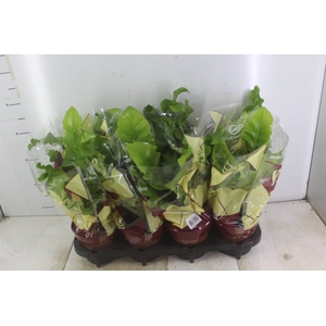 ASPLENIUM NIDUS P14