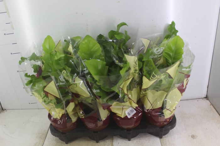 <h4>ASPLENIUM NIDUS P14</h4>