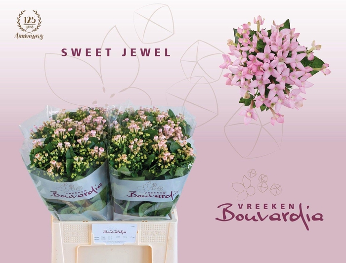 <h4>Bouvardia Sweet Jewel</h4>