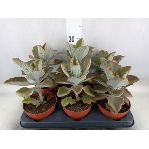 Kalanchoe NF beharensis