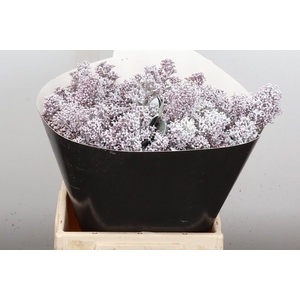 Wax Skimmia Wax Skim Wit