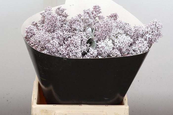 <h4>Wax Skimmia Wax Skim Wit</h4>