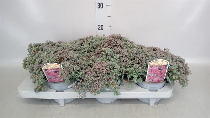 <h4>Sedum cauticola 'Lidakense'</h4>