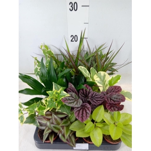Planten  ..mix