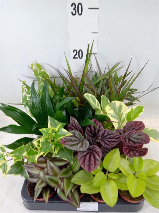 <h4>Planten  ..mix</h4>