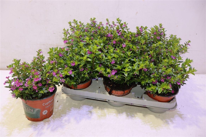 <h4>arr8 Cuph Hyssopifolia</h4>