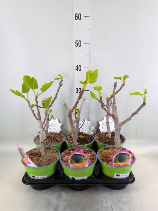 <h4>Ficus carica</h4>