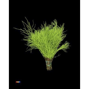 Vaccinium / Heidelbeer Green