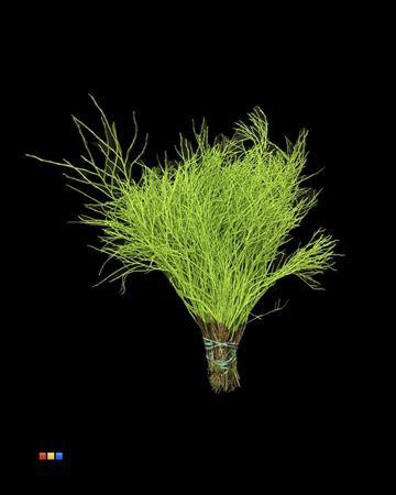 <h4>Vaccinium / Heidelbeer Green</h4>