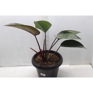 PHILODENDRON RUBRO P30