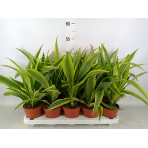 Dracaena fr de 'LemonLime'
