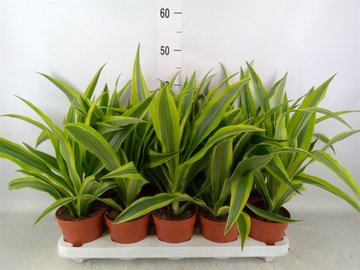 <h4>Dracaena fr de 'LemonLime'</h4>