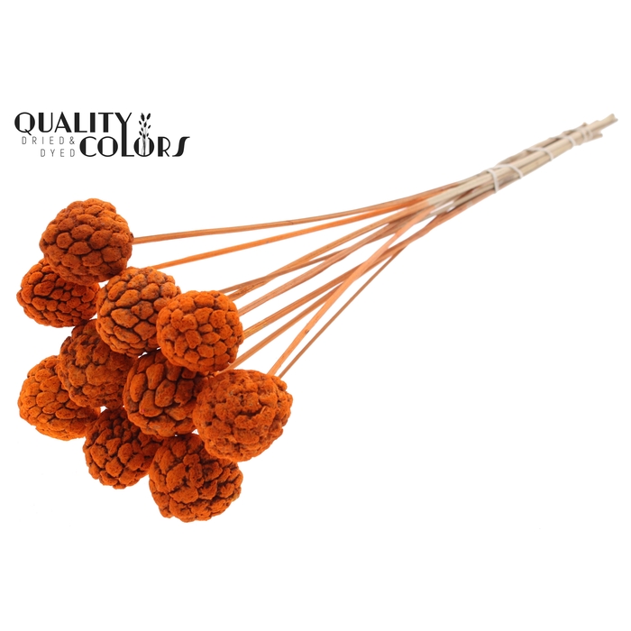 <h4>Atta Fruit on stem Intense Orange</h4>