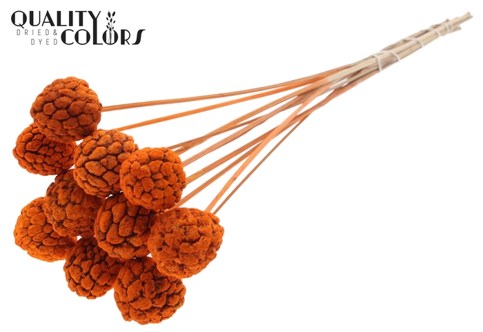 Atta Fruit on stem Bleached Orange