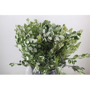 Pittosp Ralphi Leaves 400gr P Bunch