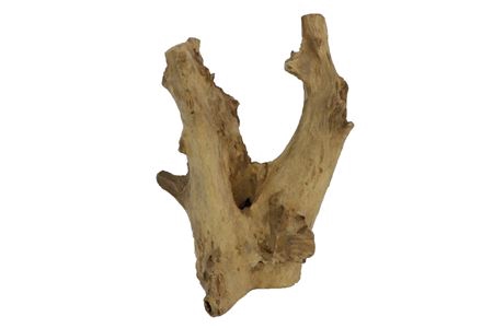 <h4>Branch Teak Membatu H60D30</h4>