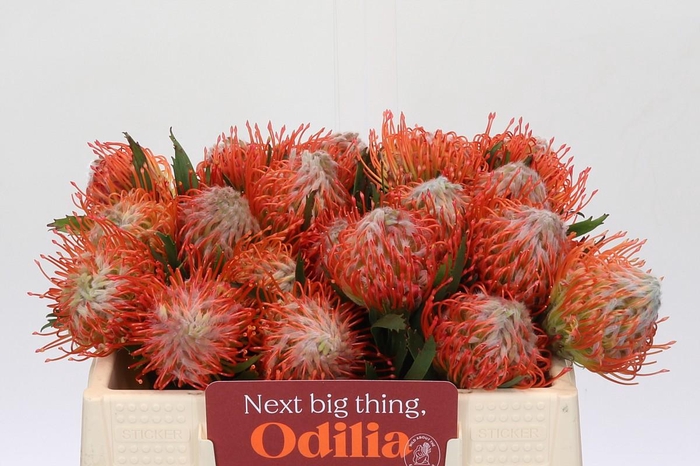 <h4>Nutans Tango</h4>