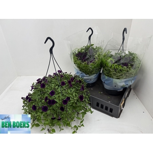 PET LITT PURPLE BLUE